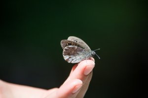 moth myth
