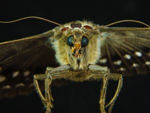 moth 470 x 355